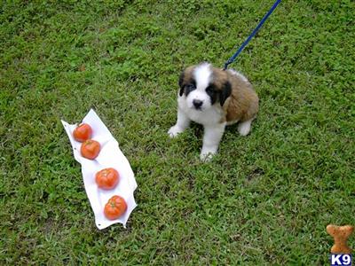St. Bernard Puppy - girl 4